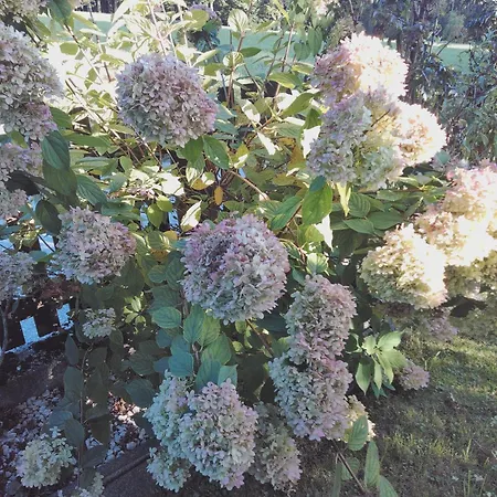 Apartament Guggenthaler Gipfelblick