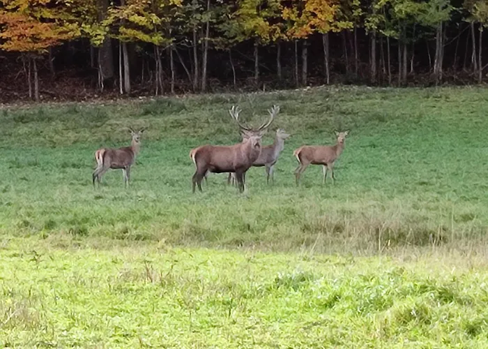 Guggenthaler Gipfelblick Apartamento